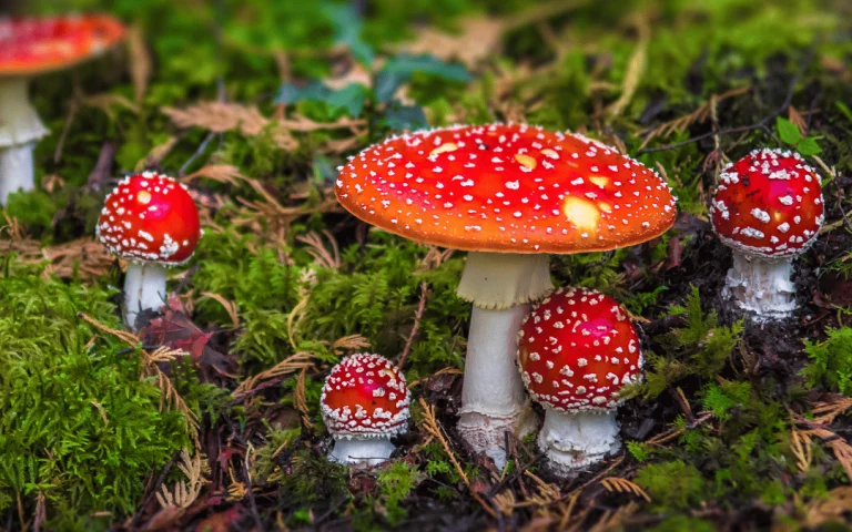 Be Conscious Before Giving Mushroom Gummies Products